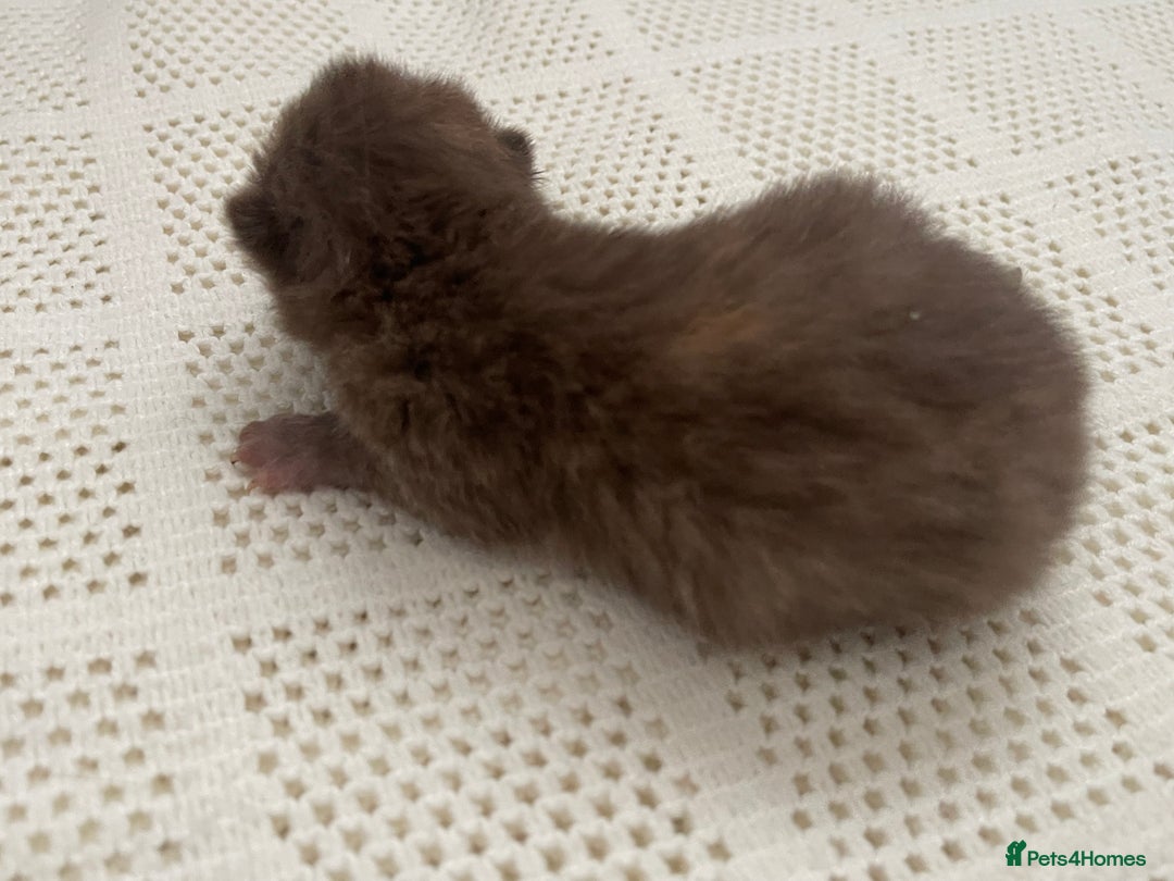 British Shorthair cats for sale: Exceptional litter of GCCF British shorthairs - Advert 10