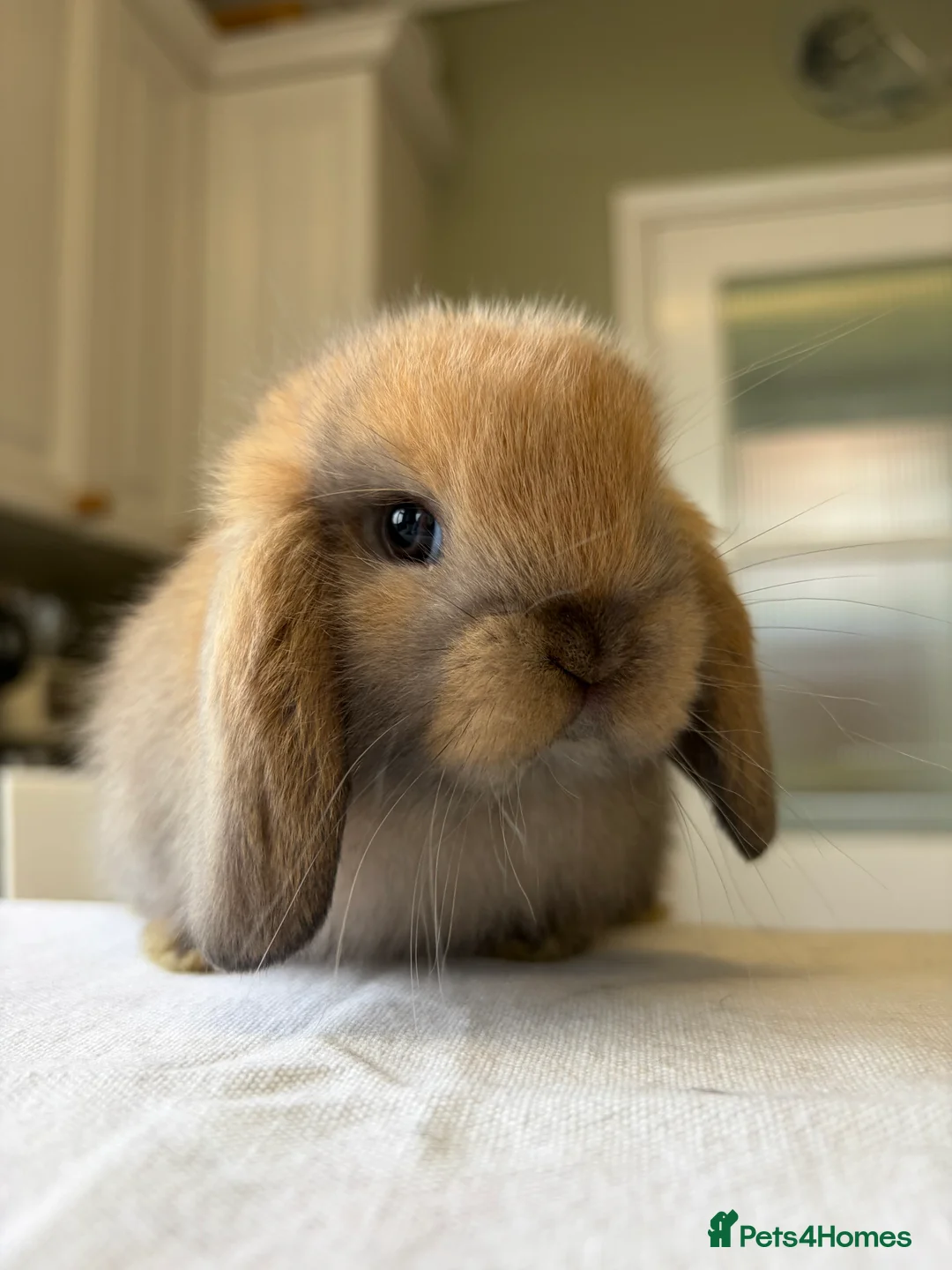 Mini Lop rabbits for sale: Pure Bred Mini Lop Babies For Sale  in Whitstable - Advert 1