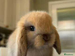 Mini Lop rabbits Pure Bred Mini Lop Babies For Sale - Advert 4