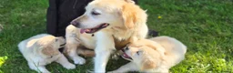 Golden Retriever dogs for sale: Gorgeously Massive Golden Retriever  - Advert 6