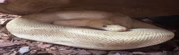 Python Snake reptiles for sale: Male Champagne Enchi Royal/Ball Python - Advert 6