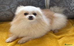 Pomeranian dogs for sale: Gorgeous KCreg female Pomeranian  - Image 17
