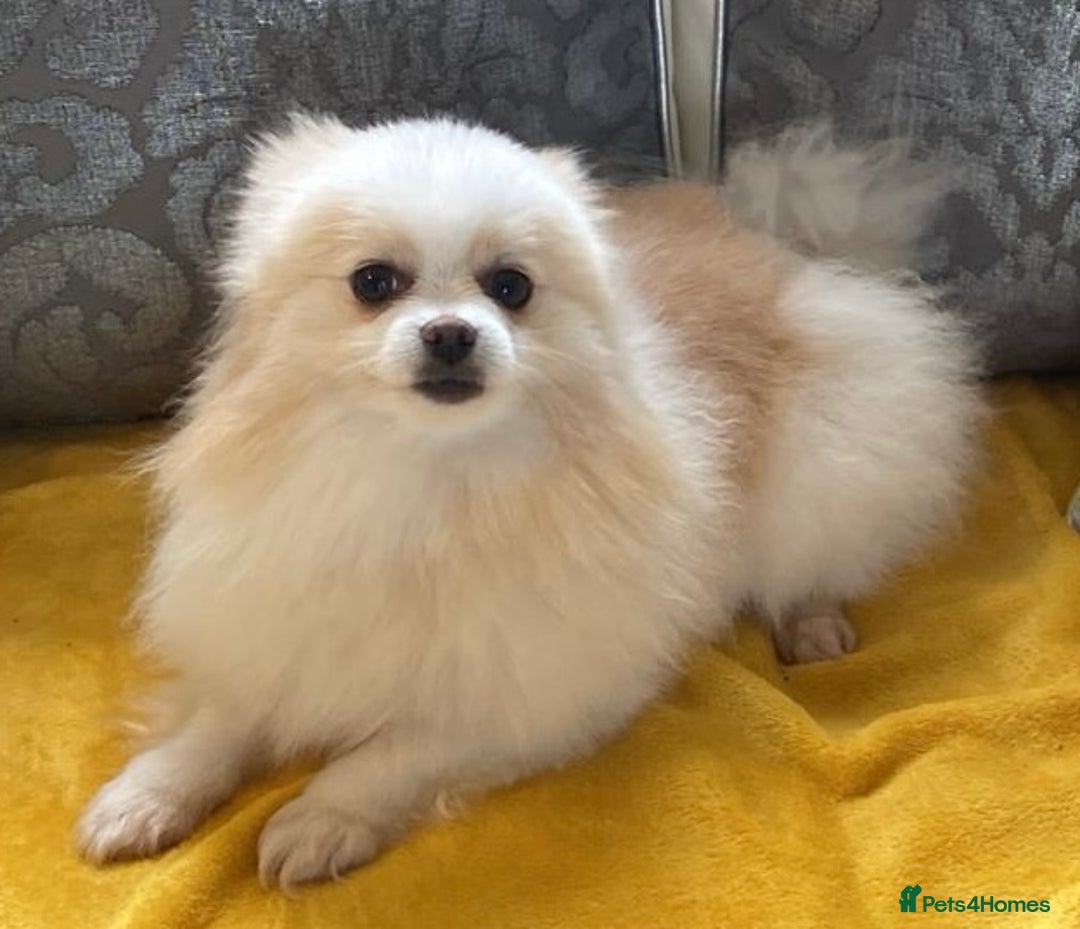 Pomeranian dogs for sale: Gorgeous KCreg female Pomeranian  - Image 17