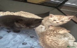 British Shorthair cats for sale: British Shorthair silver tabby and ginger - Image 3