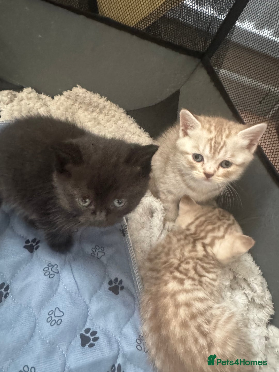 British Shorthair cats for sale: British Shorthair silver tabby and ginger - Image 3