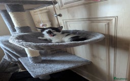 Mixed Breed cats for sale: Kitten - Image 18