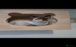 Siamese cats for sale: 3 x 2 y/o siamese males - Image 10