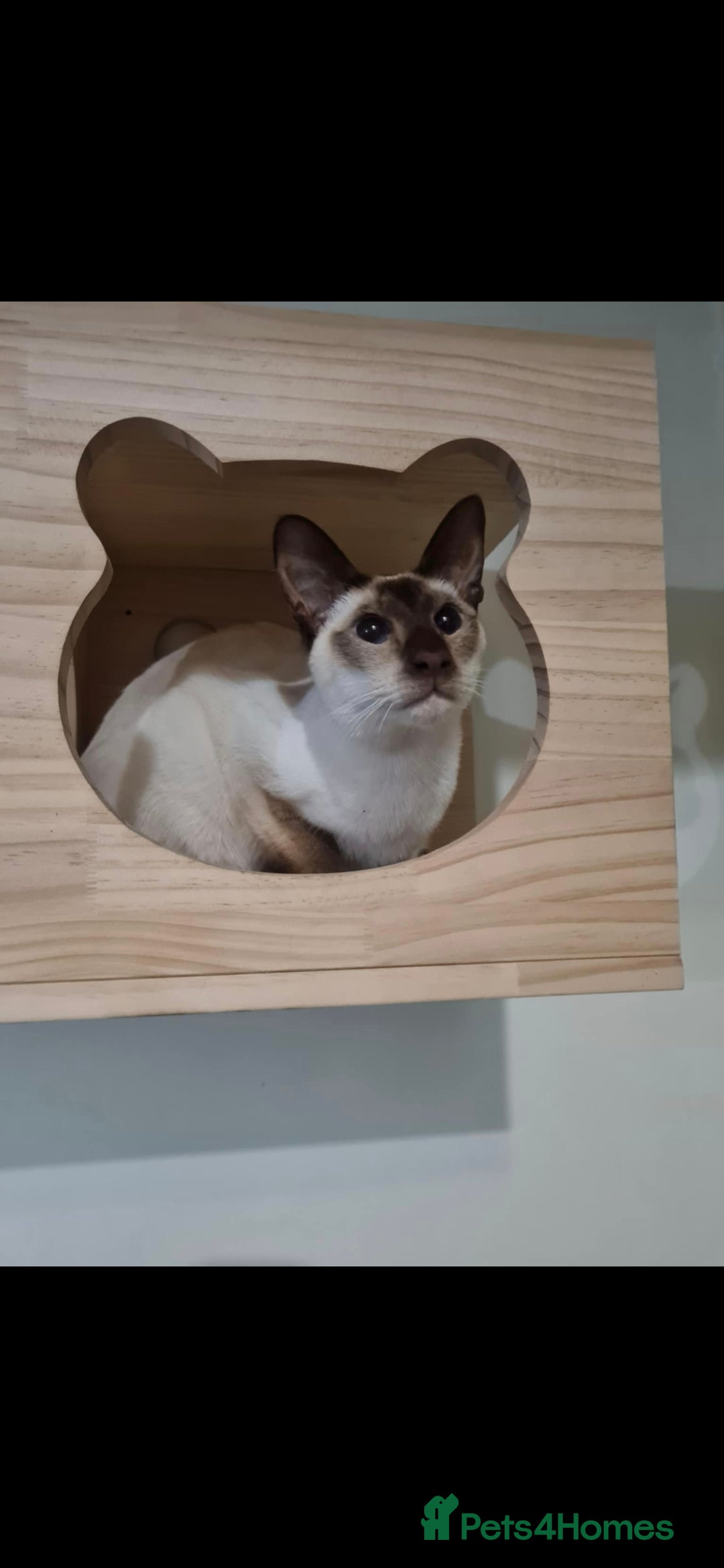 Siamese cats for sale: 3 x 2 y/o siamese males - Image 10