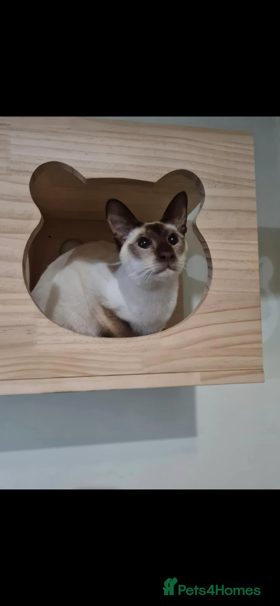 Siamese cats for sale: 3 x 2 y/o siamese males - Advert 10