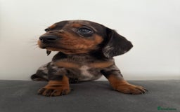 Dachshund dogs for sale: 3 dapple dachshund boys  - Image 13