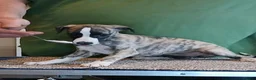 Whippet dogs for sale: KC Registered whippet puppies  - Advert 11
