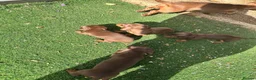 Dachshund dogs for sale: 4 beautiful chocolate dachshund puppy’s  - Advert 12