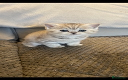 British Shorthair cats for sale: Beautiful GCCF reg BSH female kitten  - Advert 9