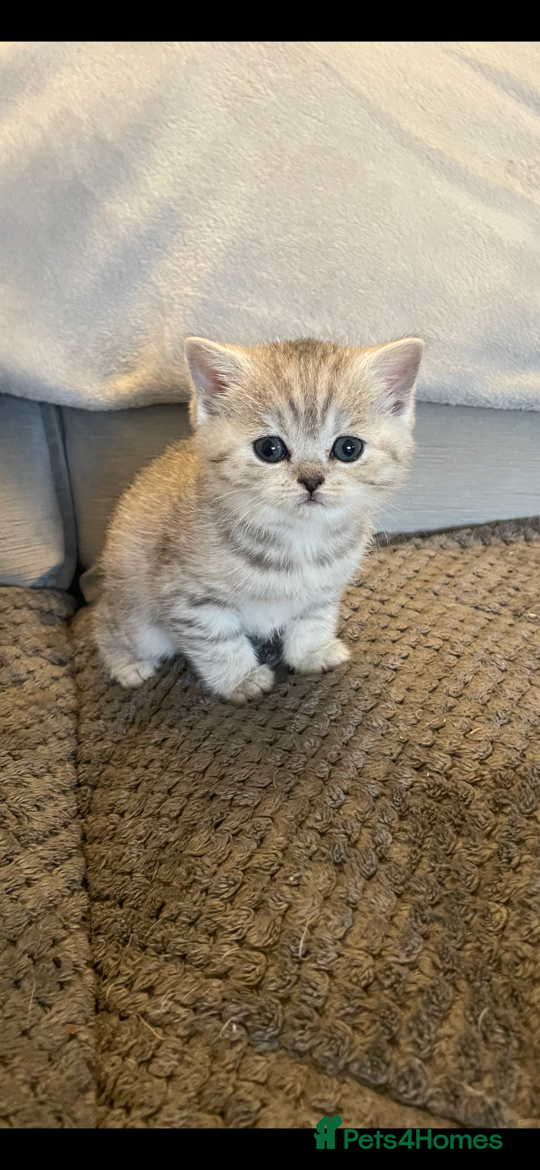 British Shorthair cats for sale: Beautiful GCCF reg BSH female kitten  - Advert 9