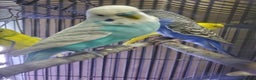 Budgerigars birds for sale: 4 budgies for sale, CHEAP and URGENT ❤ - Advert 9