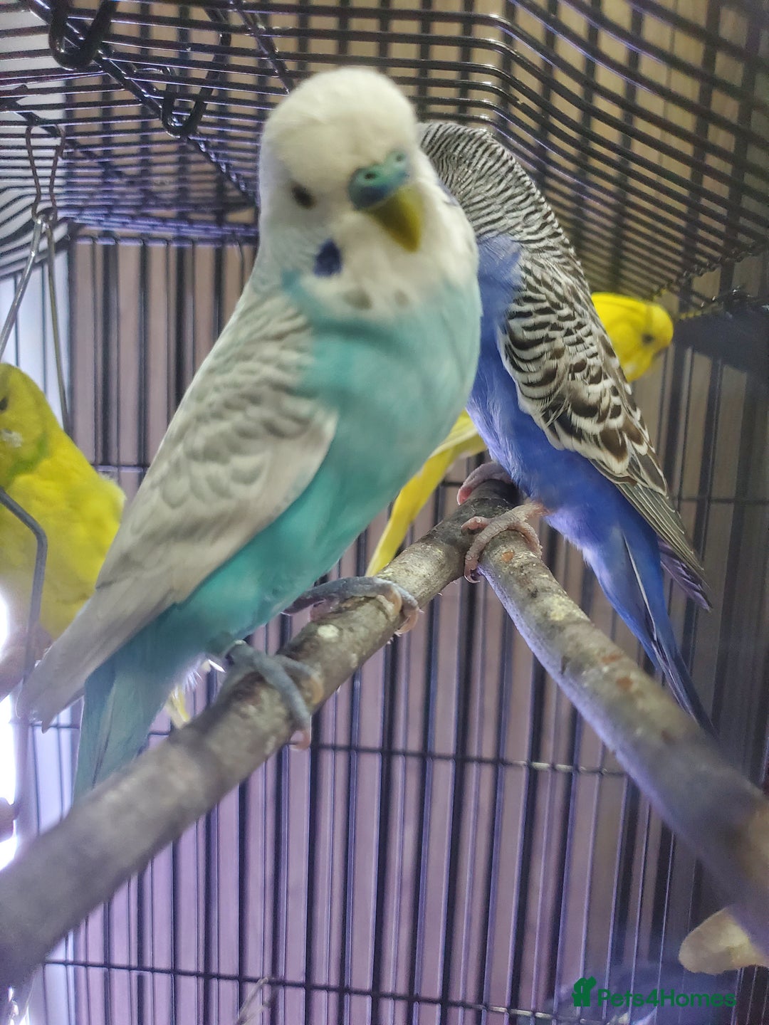Budgerigars birds for sale: 4 budgies for sale, CHEAP and URGENT ❤ - Advert 9