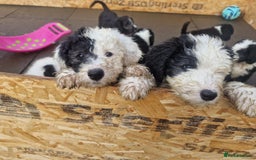 Old English Sheepdog dogs for stud: Proven KCRegistered Stunning OLD ENGLISH SHEEPDOG  in Mansfield - Image 11