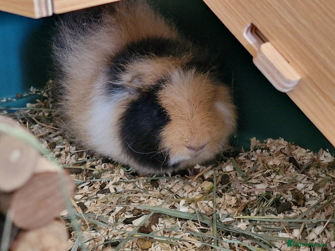 Guinea Pig rodents for sale: Swiss Boars Barney & Fred - Advert 6