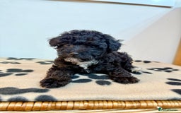Toy Poodle dogs for sale: Stunning Toy Poodle Puppies For Sale - Advert 5