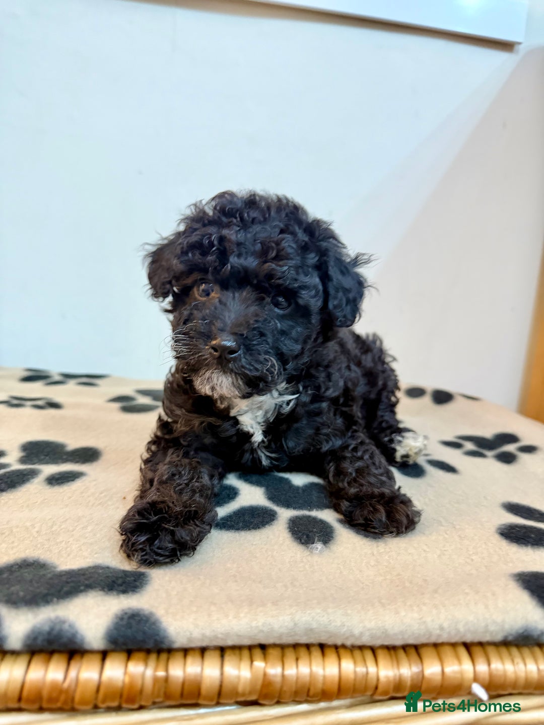 Toy Poodle dogs for sale: Stunning Toy Poodle Puppies For Sale - Advert 5