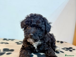 Toy Poodle dogs Last Stunning Toy Poodle girl puppy - Advert 7
