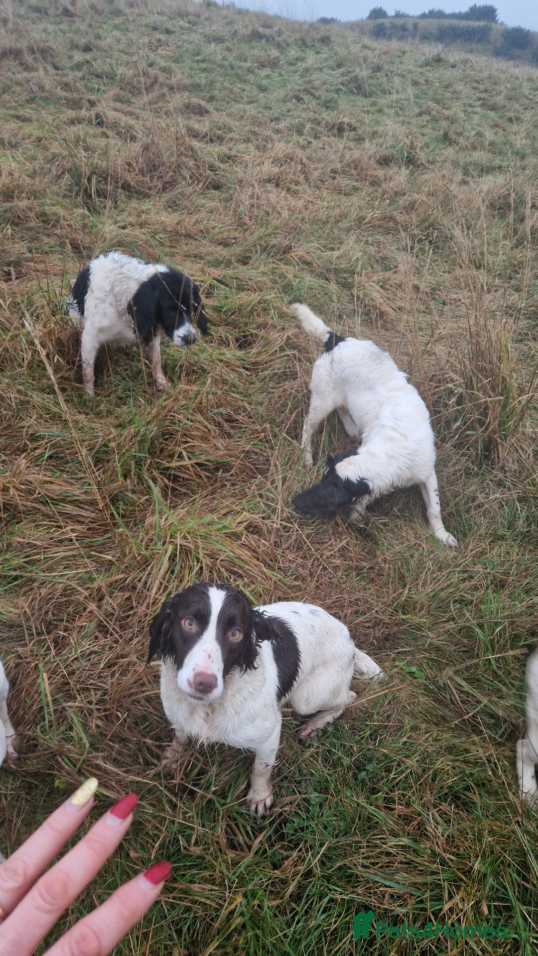 English Springer Spaniel dogs for sale: Springer Spaniel female 5 months KC Reg - Advert 2