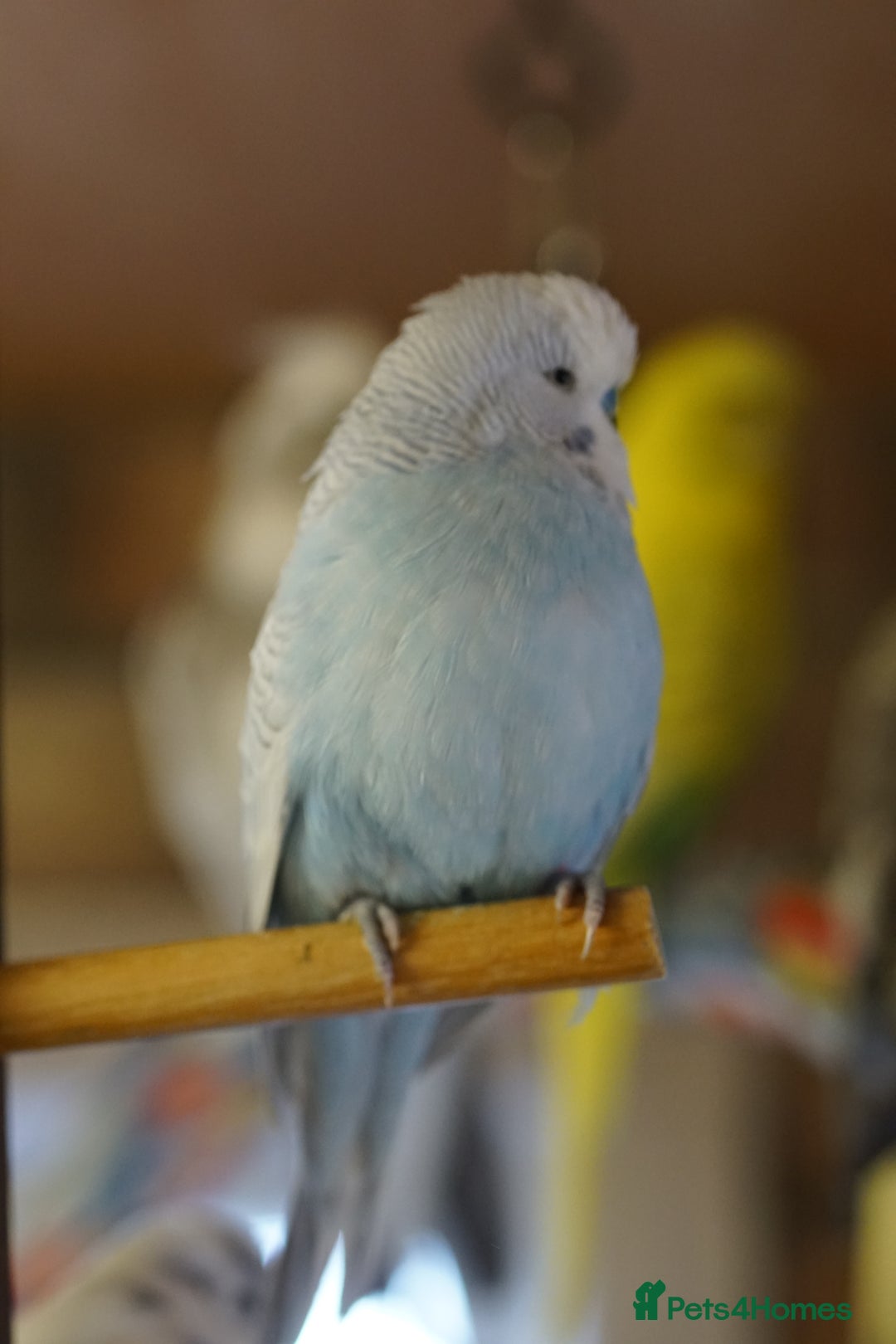 Budgerigars birds for sale: Budgies  - Image 12