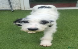 Mixed Breed dogs for adoption: Laura -In Ayr Looking for a home  - Image 5