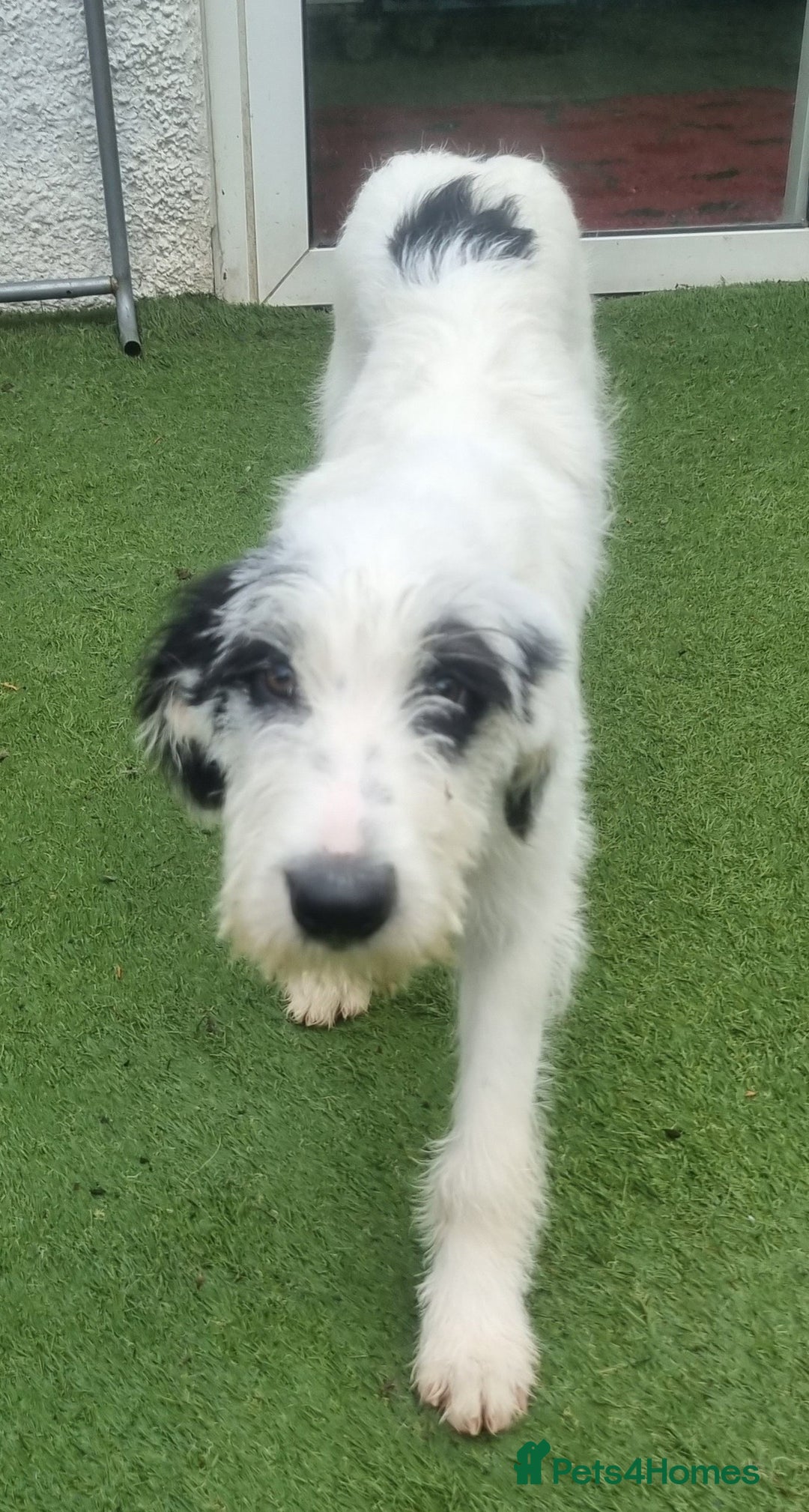 Mixed Breed dogs for adoption: Laura -In Ayr Looking for a home  - Image 5