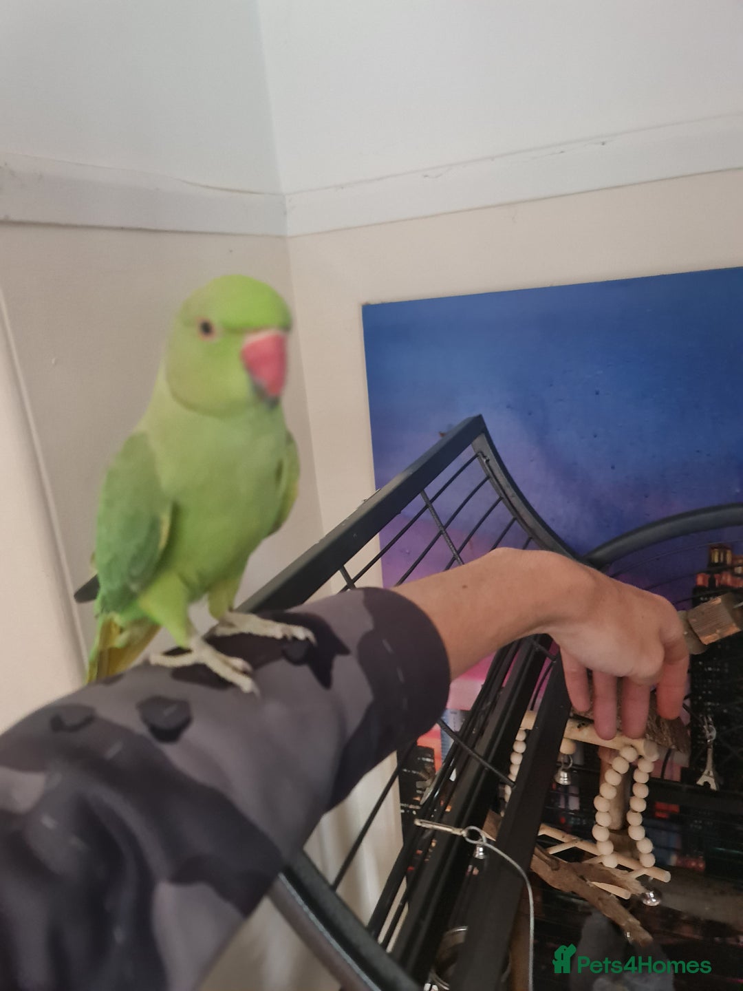 Ringnecks birds for sale: Male indian ringneck parrot - Image 2