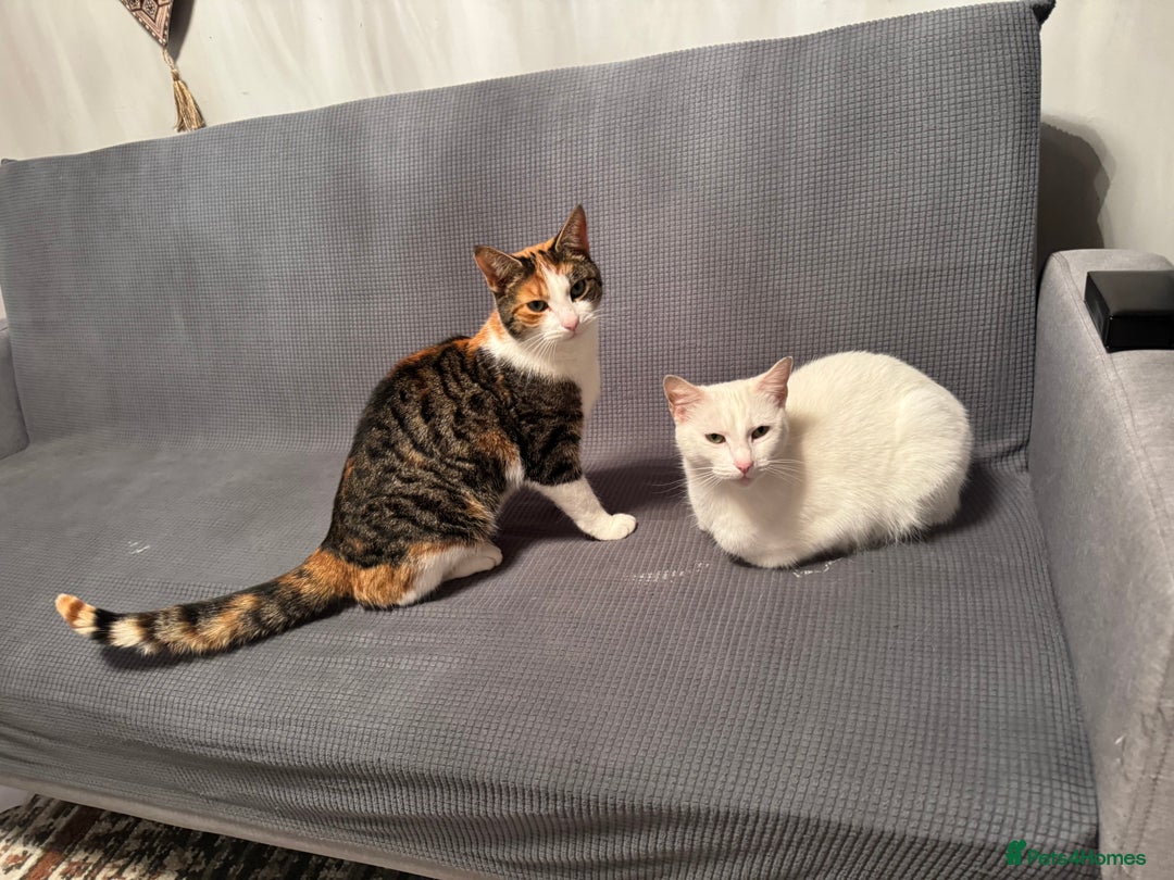 British Shorthair cats for sale: cute cats  - Advert 3