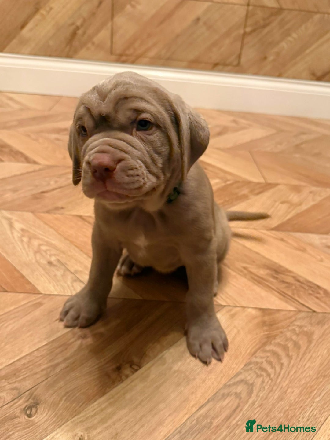 Mastiff dogs for sale: Neapolitan x Cane Corso Mix - Advert 27