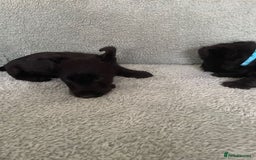 Scottish Terrier dogs for sale: Scottish Terrier puppies - Image 9
