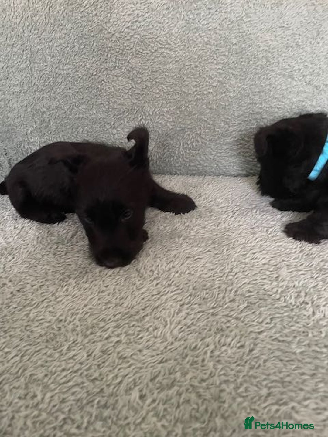 Scottish Terrier dogs for sale: Scottish Terrier puppies - Image 9