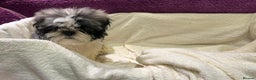 Shih Tzu dogs for sale: Shih Tzu puppy's - Advert 14