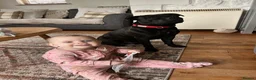 Staffordshire Bull Terrier dogs for sale: KC REG SBT STOCKY BLACK BITCH in Saint Ives - Advert 8