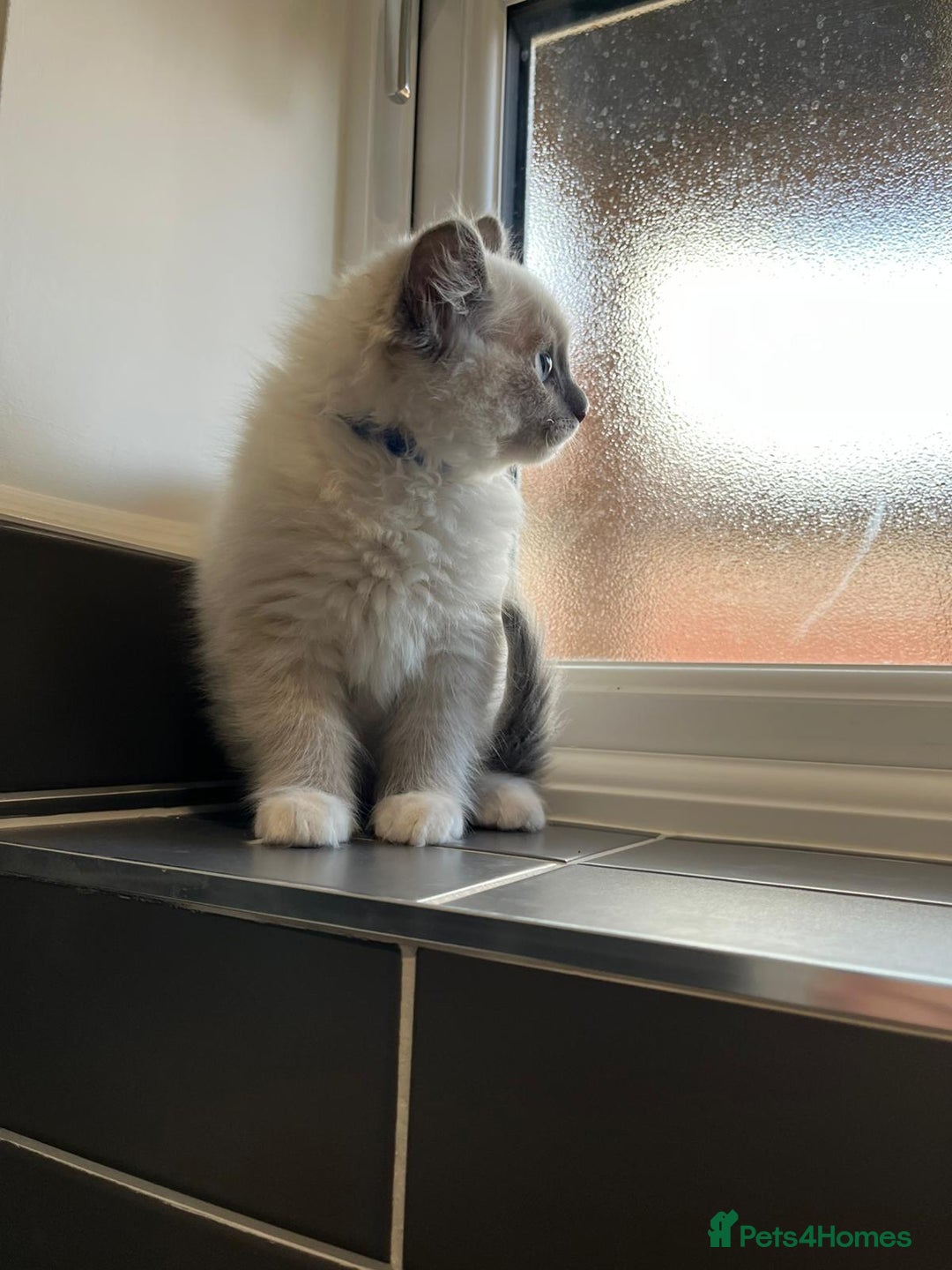 Ragdoll cats for sale: 2 Adorable Bluepoint boy Kittens left!  - Image 14