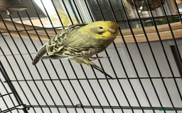 Budgerigars birds for sale: Baby Budgies  - Image 8