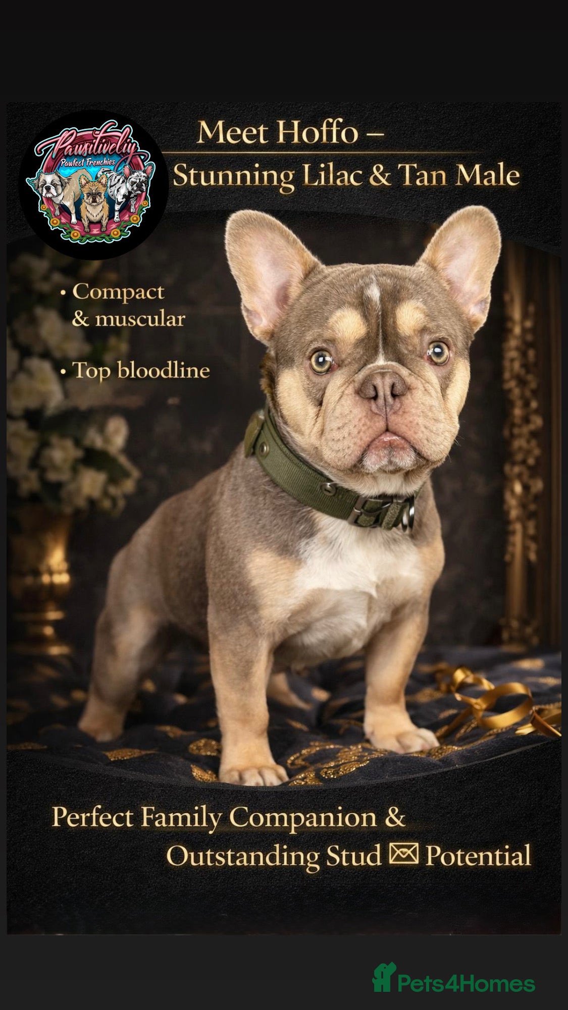 French Bulldog dogs Lilac/Tan & Panda Husky Male french bulldog - Advert 1