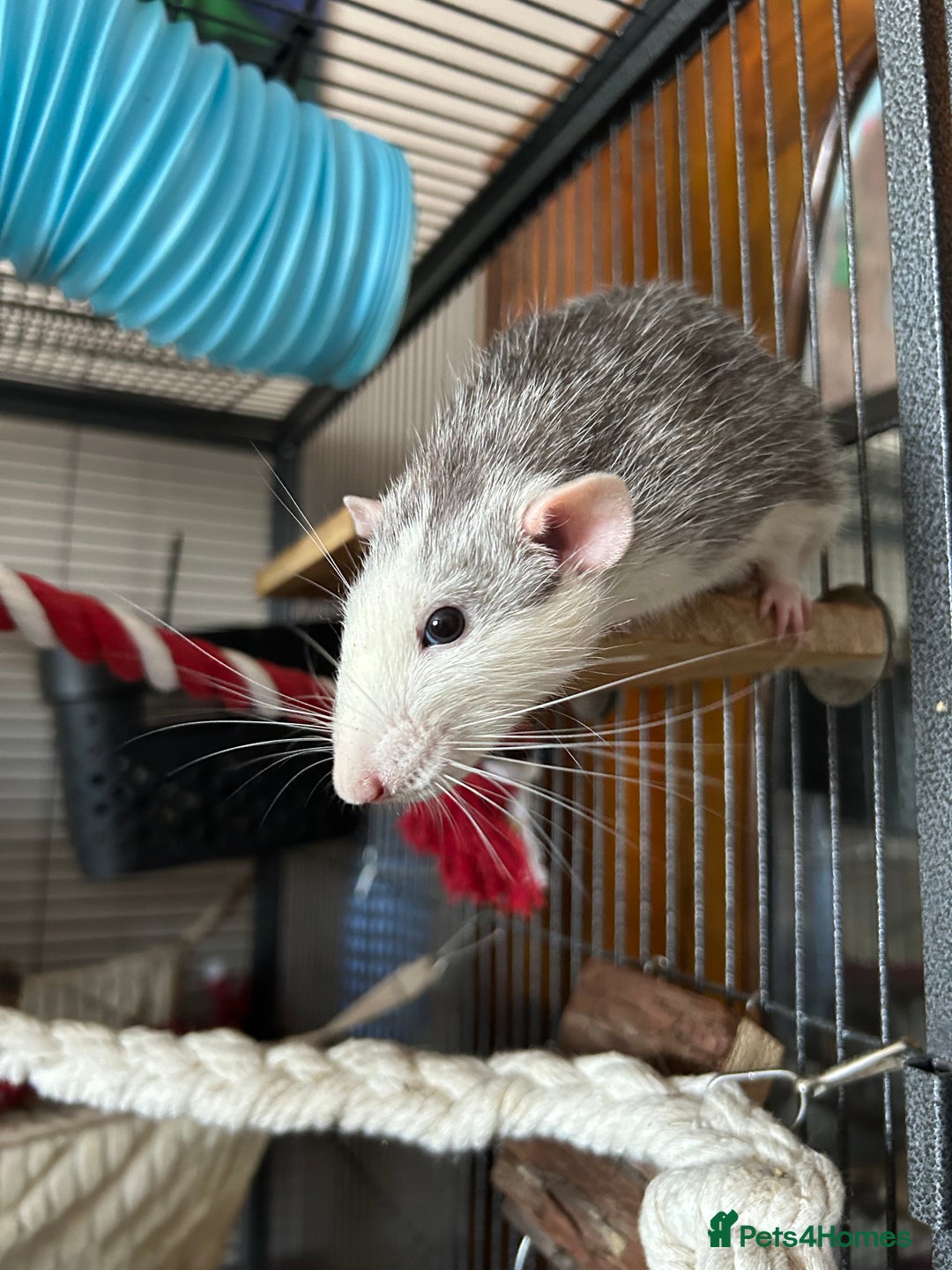 Rat rodents for sale: 3 male rats  - Image 7