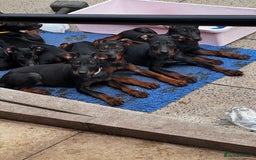 Mixed Breed dogs for sale: Laizhou Hong - Chinese Red Dog puppies - Image 28