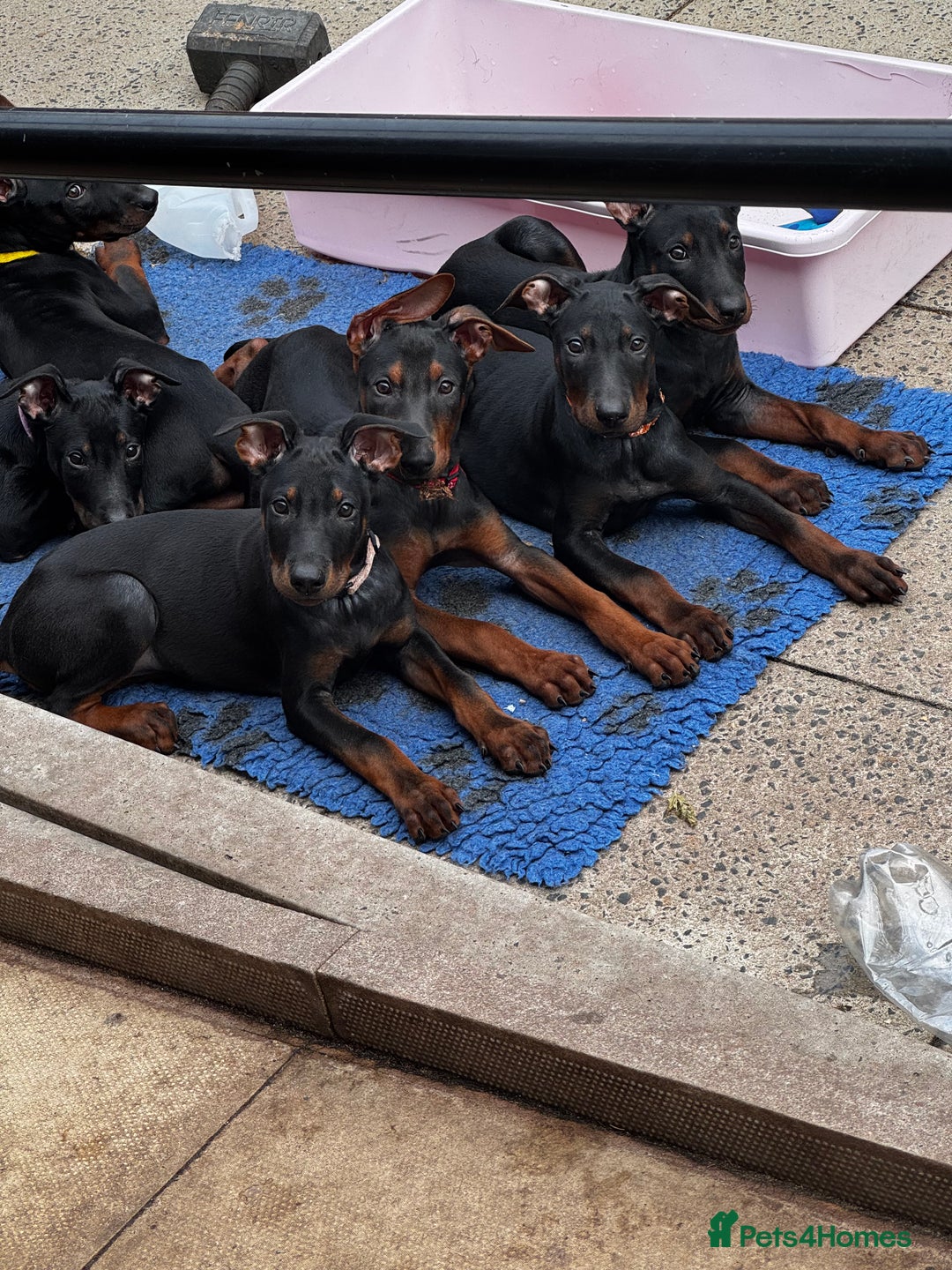 Mixed Breed dogs for sale: Laizhou Hong - Chinese Red Dog puppies - Image 28