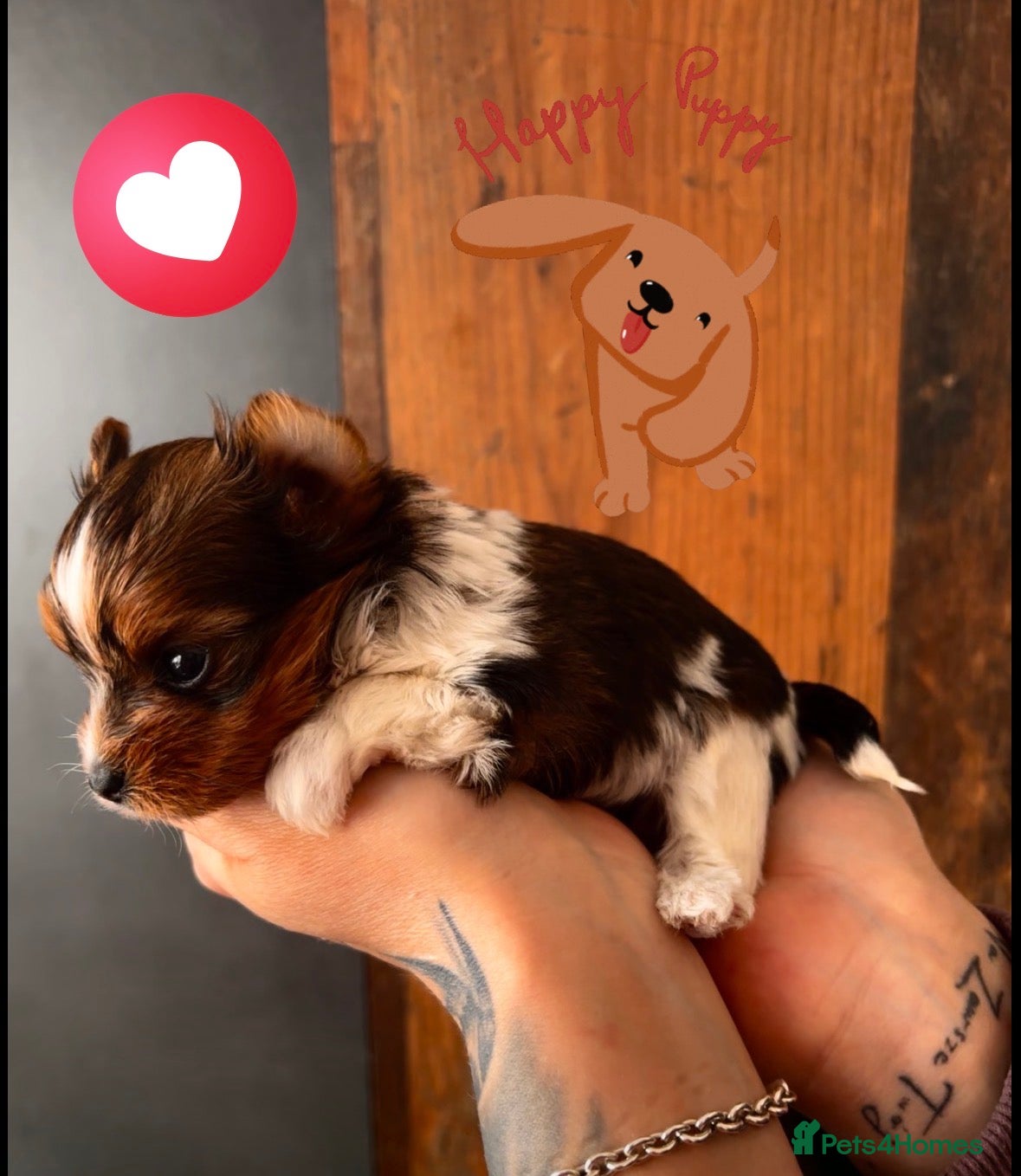 Yorkshire Terrier dogs 🌺Stunning Tiny Yorkie Girl 🌺 - Advert 1