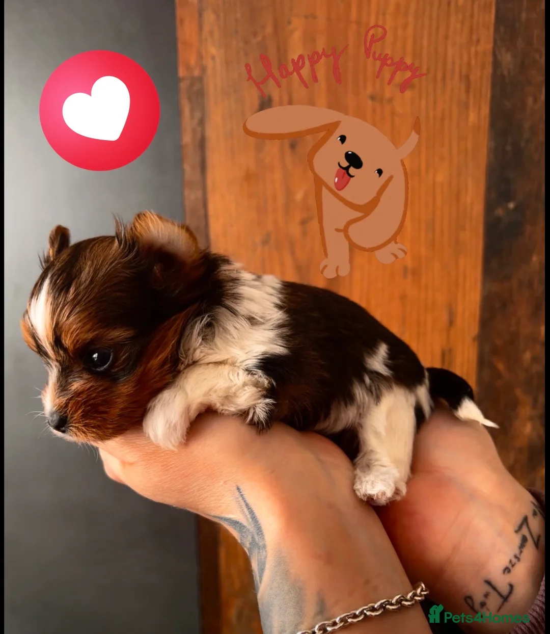 Yorkshire Terrier dogs for sale: 🌺Stunning Tiny Yorkie Girl 🌺 - Advert 1