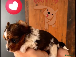 Yorkshire Terrier dogs 🌺Stunning Tiny Yorkie Girl 🌺 - Advert 1