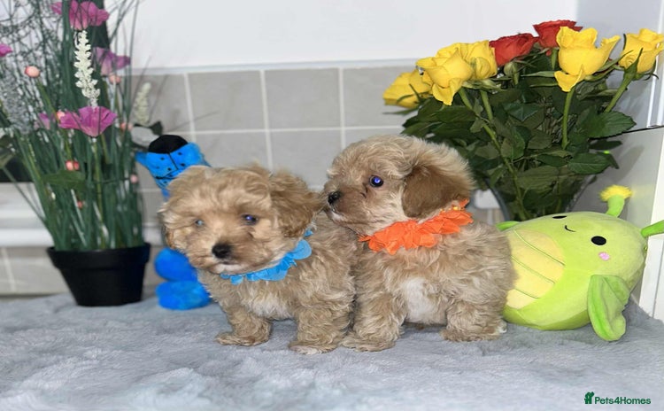 Maltipoo dogs - Advert 7