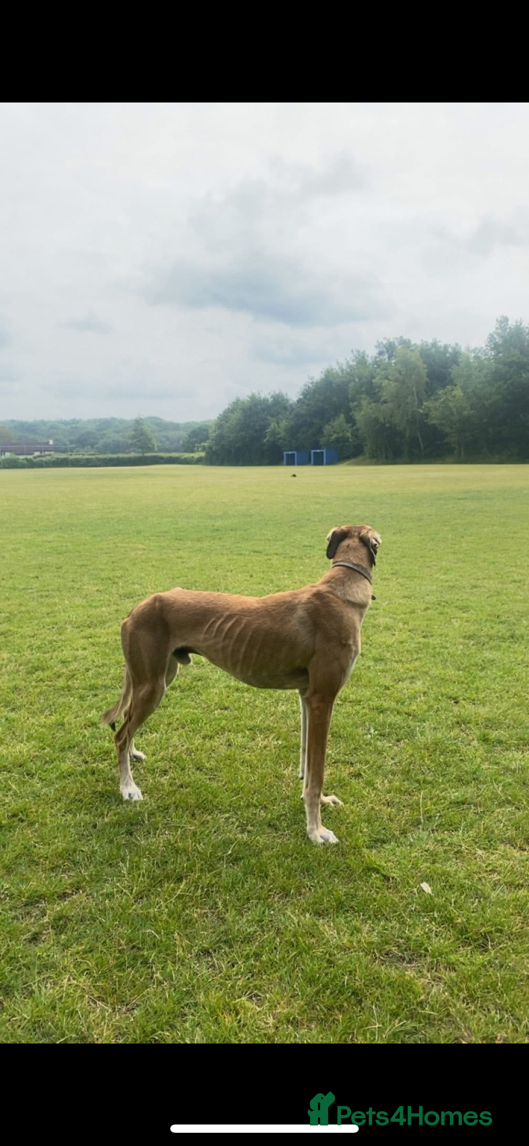 Mixed Breed dogs for sale: Saluki greyhound boy - Image 2