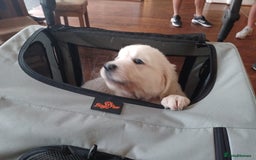Golden Retriever dogs for sale: KC REG CHAMPIONSHIP BLOOD LINE BEAUTIFUL CREAM  - Image 10