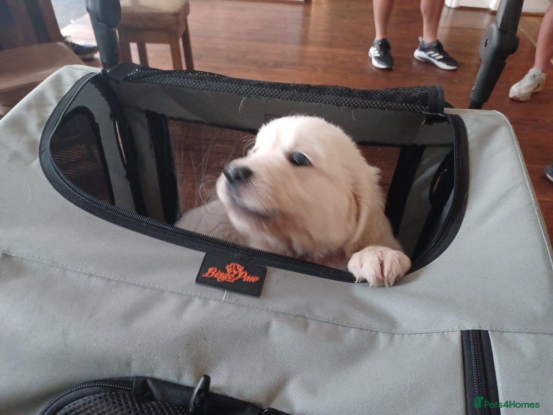 Golden Retriever dogs for sale: KC REG CHAMPIONSHIP BLOOD LINE BEAUTIFUL CREAM  - Image 10