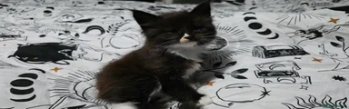 Male Black and White